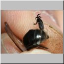 Schlupf eines Stylops-Maennchens 09.jpg